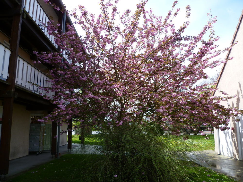 Hotel & Residence Bartenheim Buitenkant foto